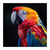 Scarlet Macaw Parrot Vibrant Plumage Close Up (Print Only) thumbnail