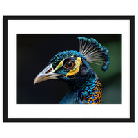 Close-up of a Peacock’s Head