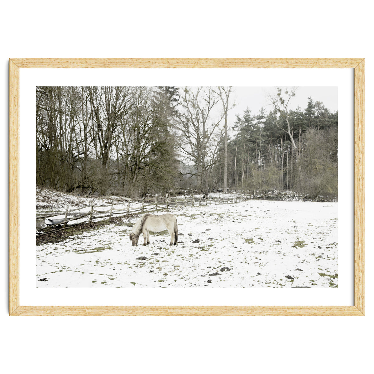 White horse in the snow field