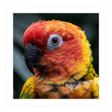 Sun Conure Parrot Bird With Water Droplets (Print Only) thumbnail