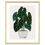Philodendron Plant thumbnail