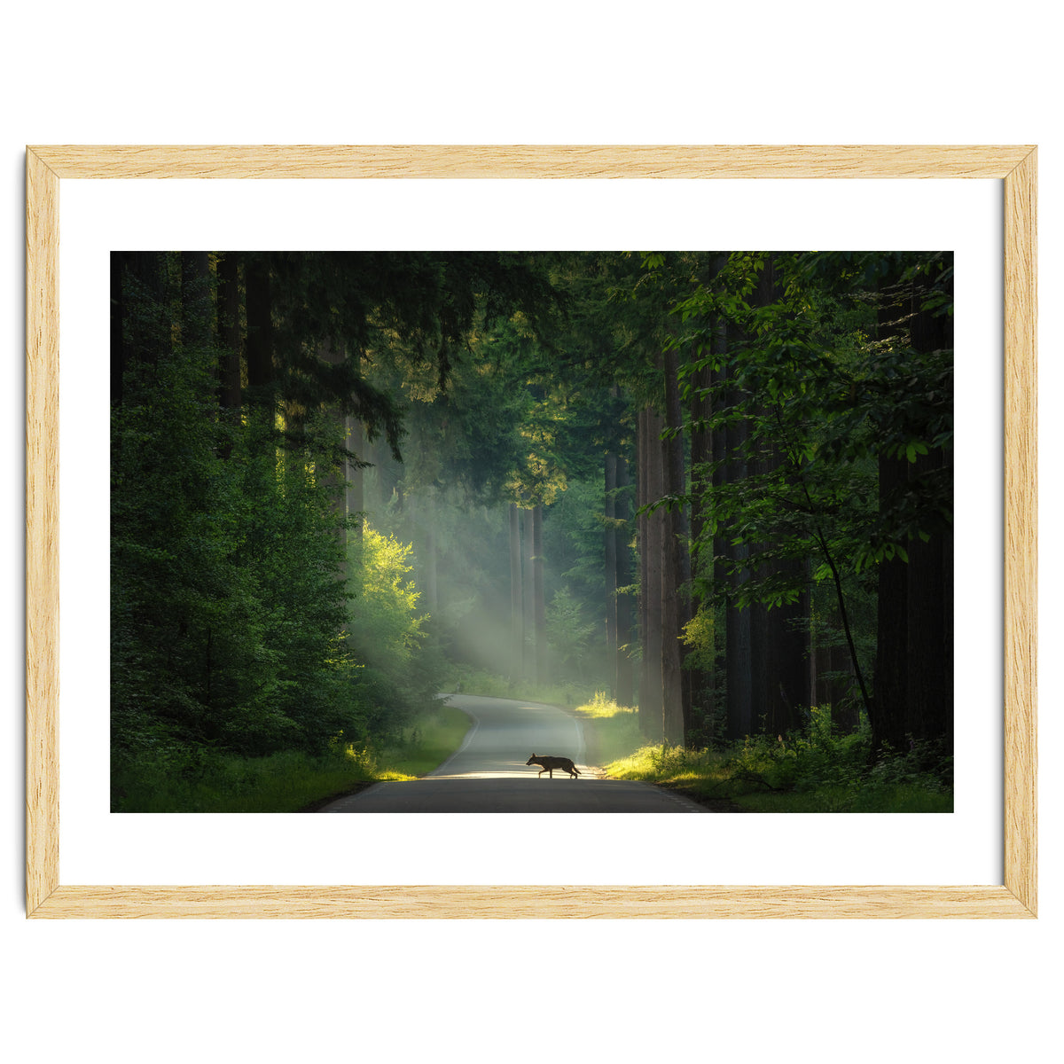 Wolf in the Netherlands