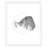 The Fascinating Cuttlefish thumbnail