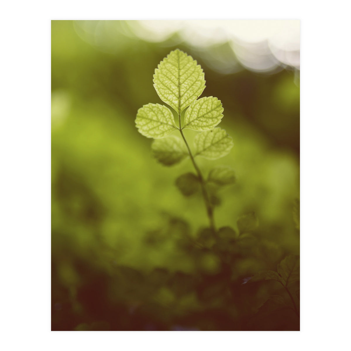 Out of the green (Print Only)