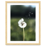 Dandelion Wish Photography thumbnail