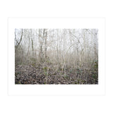 Lost in the birch forest (Print Only) thumbnail