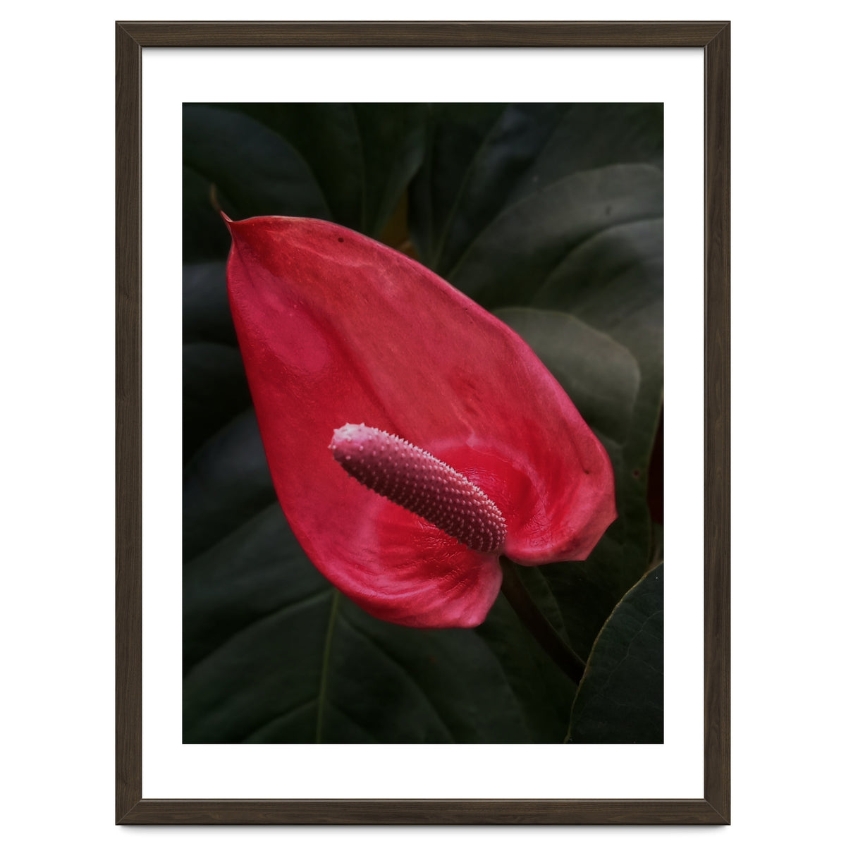 Red Anthurium Flower