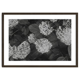 Hydrangeas | Black & White Landscape thumbnail