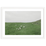 A flock of Sheep in the Green Hill - Iceland thumbnail