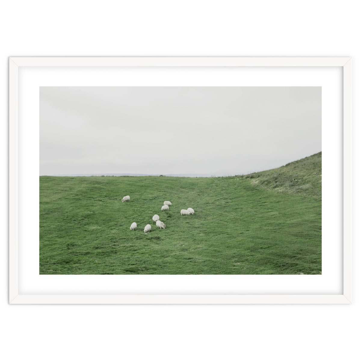 A flock of Sheep in the Green Hill - Iceland