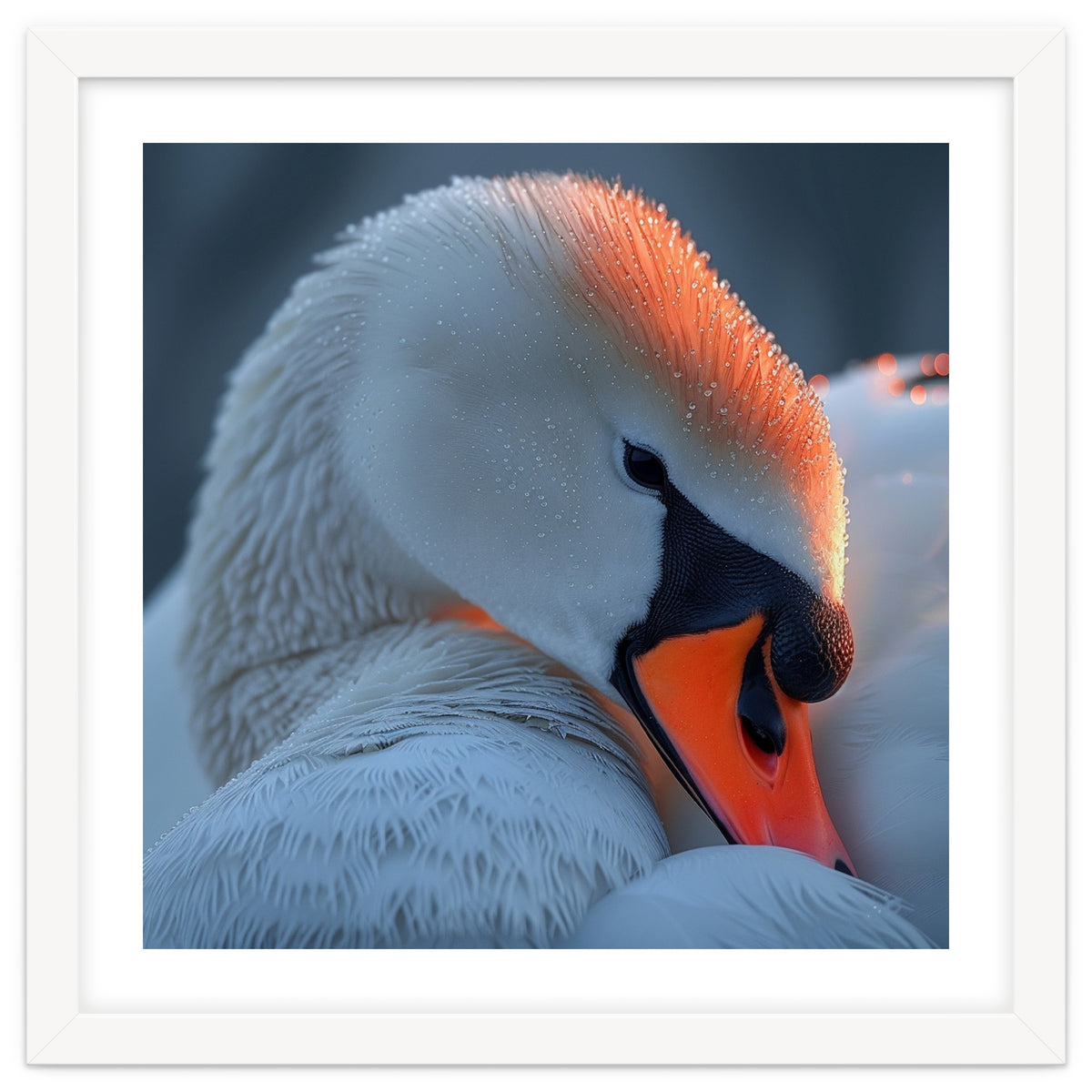 Close Up Of A White Swan With Water Droplets
