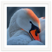 Close Up Of A White Swan With Water Droplets