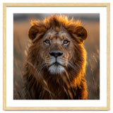 Majestic Lion Face In Golden Hour Sunlight thumbnail