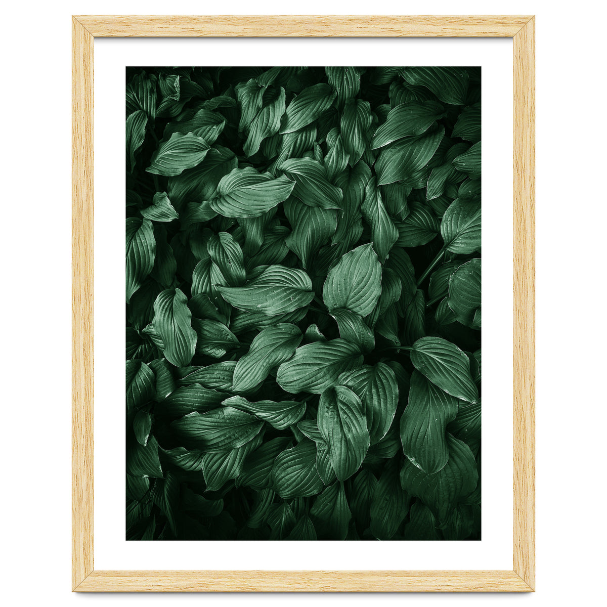 New Foliage Green Ii