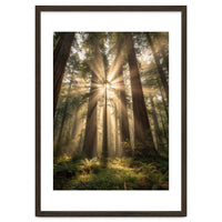 Ethereal Redwood Sanctuary: Sunbeams in the Ancient Forest