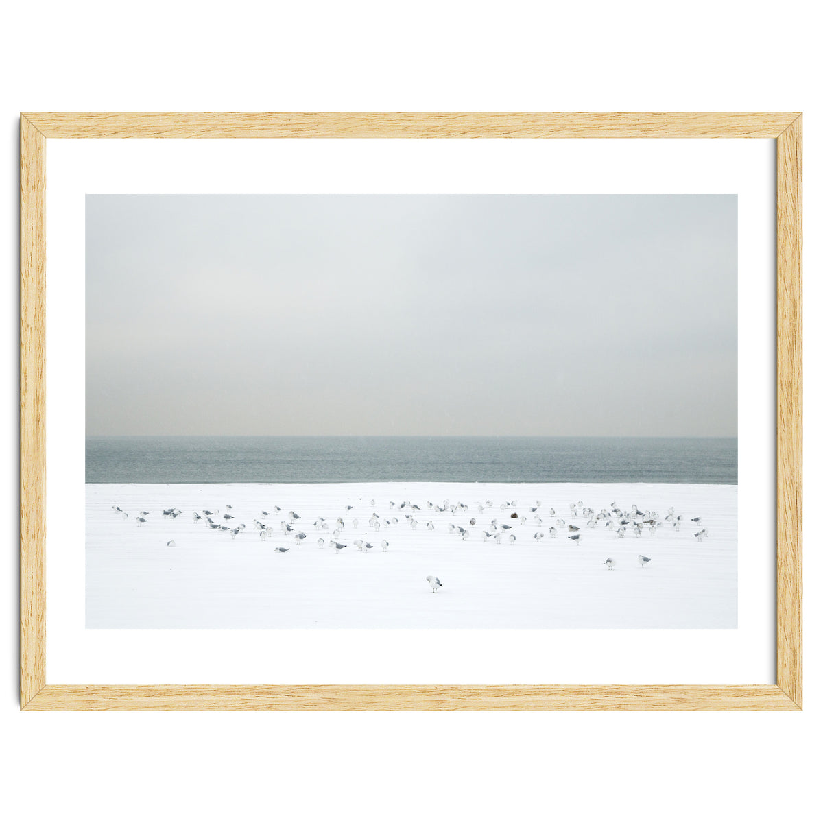 Seagulls in the winter snow beach
