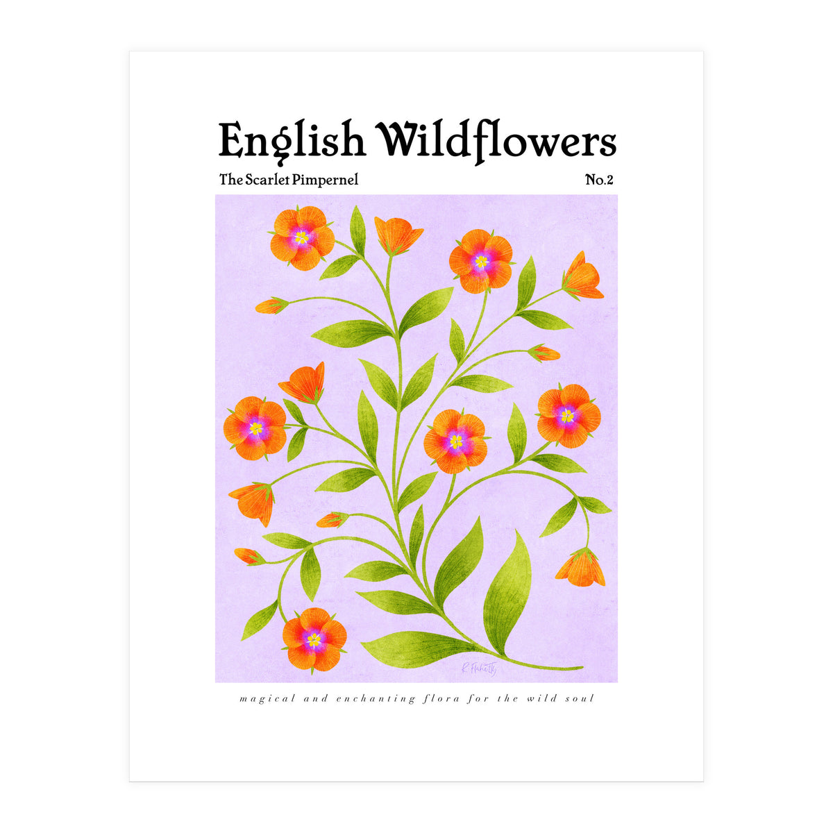 English Wildflowers | Scarlet Pimpernel  (Print Only)