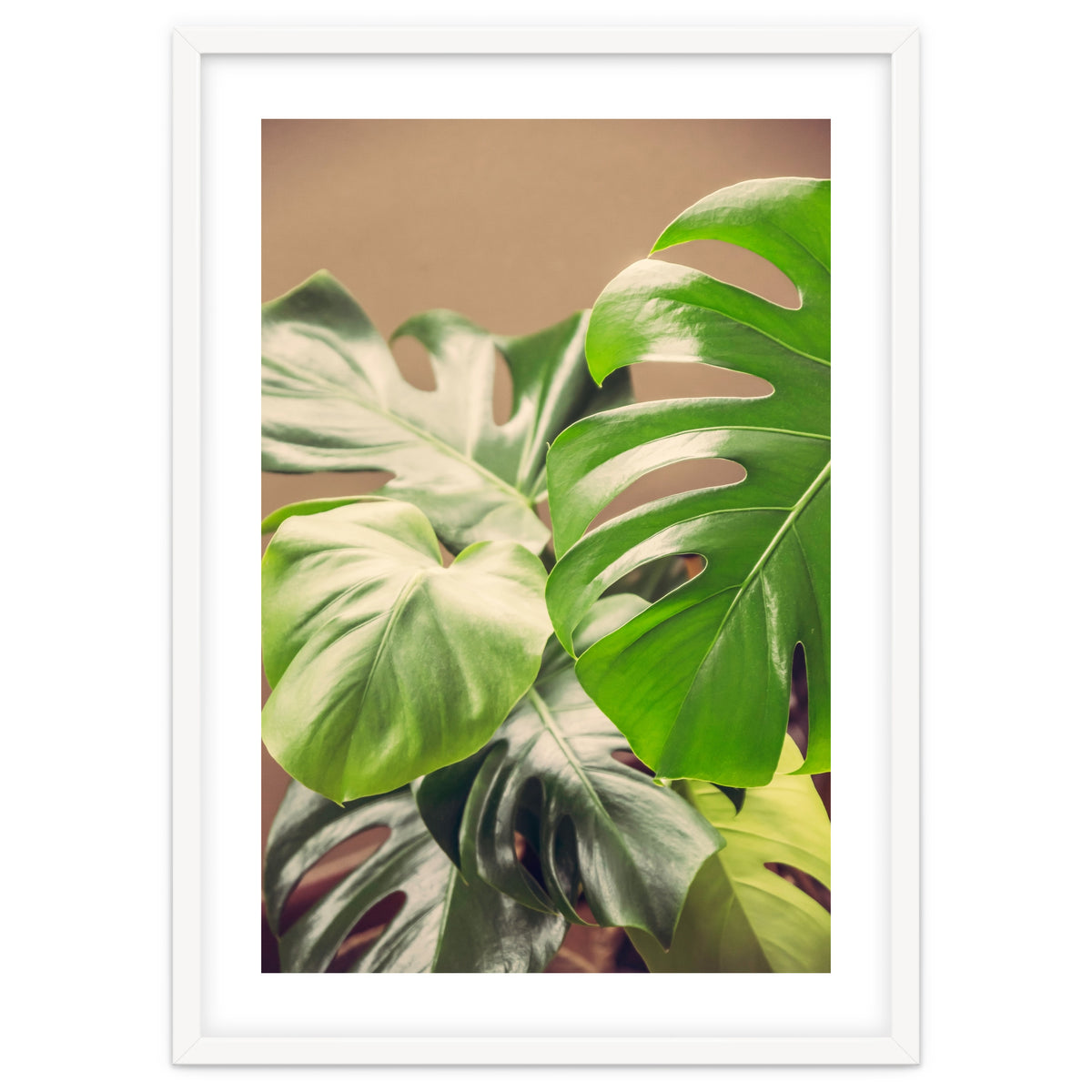 Monstera Mix