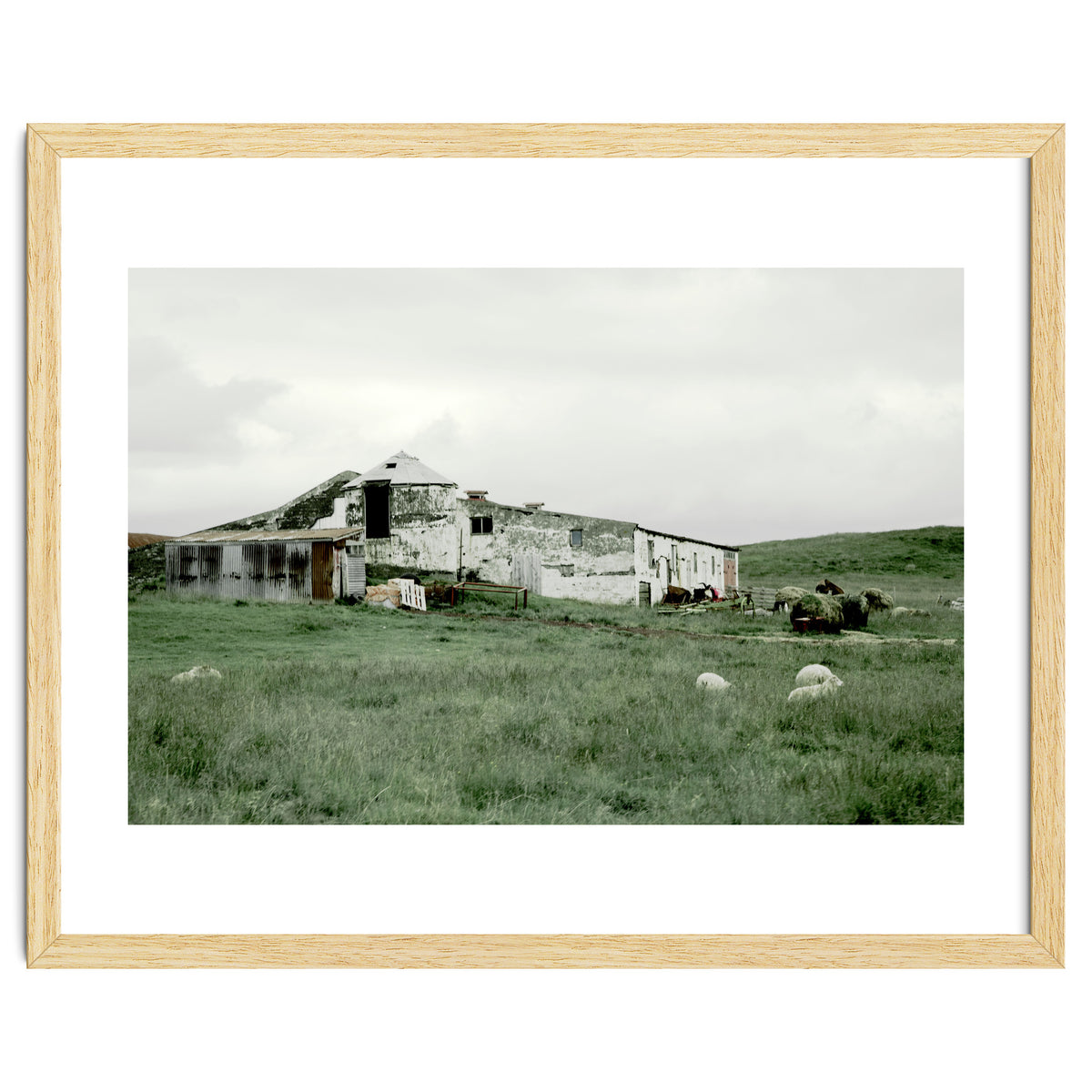 Sheep with a farmhouse - Iceland