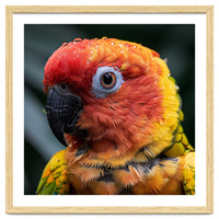 Sun Conure Parrot Bird With Water Droplets
