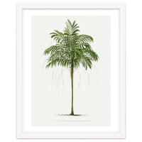 Oswald de Kerchove de Denterghem – Vintage Palm Tree Illustration (1878)