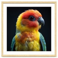 Vibrant Sun Conure Parrot Close Up Portrait
