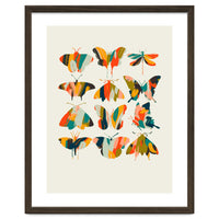 Colorful Butterflies