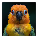 Close Up Sun Conure Parrot Portrait Eyes (Print Only) thumbnail
