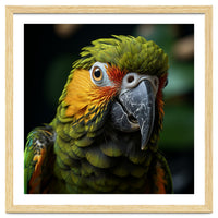 Close Up Of A Colorful Macaw Parrot Face