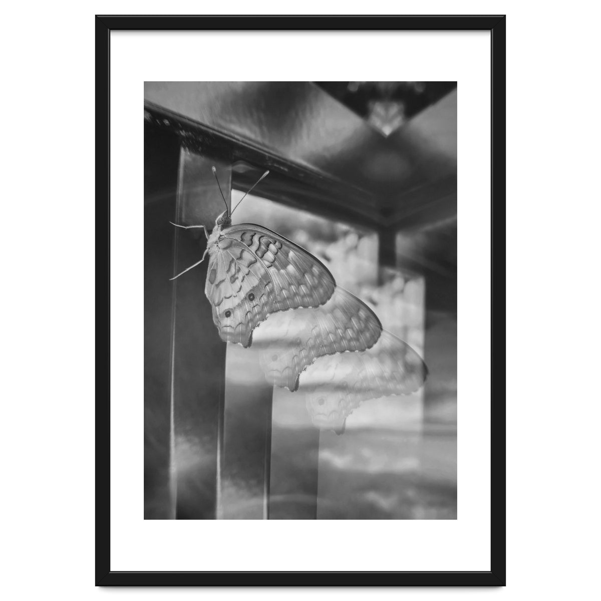 Evolving | Black & White