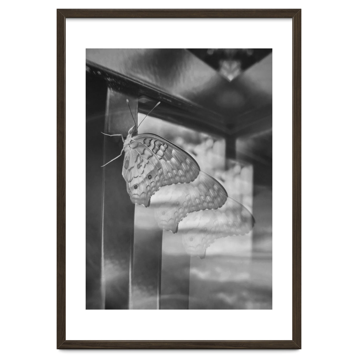 Evolving | Black & White