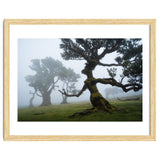 Forest queen thumbnail