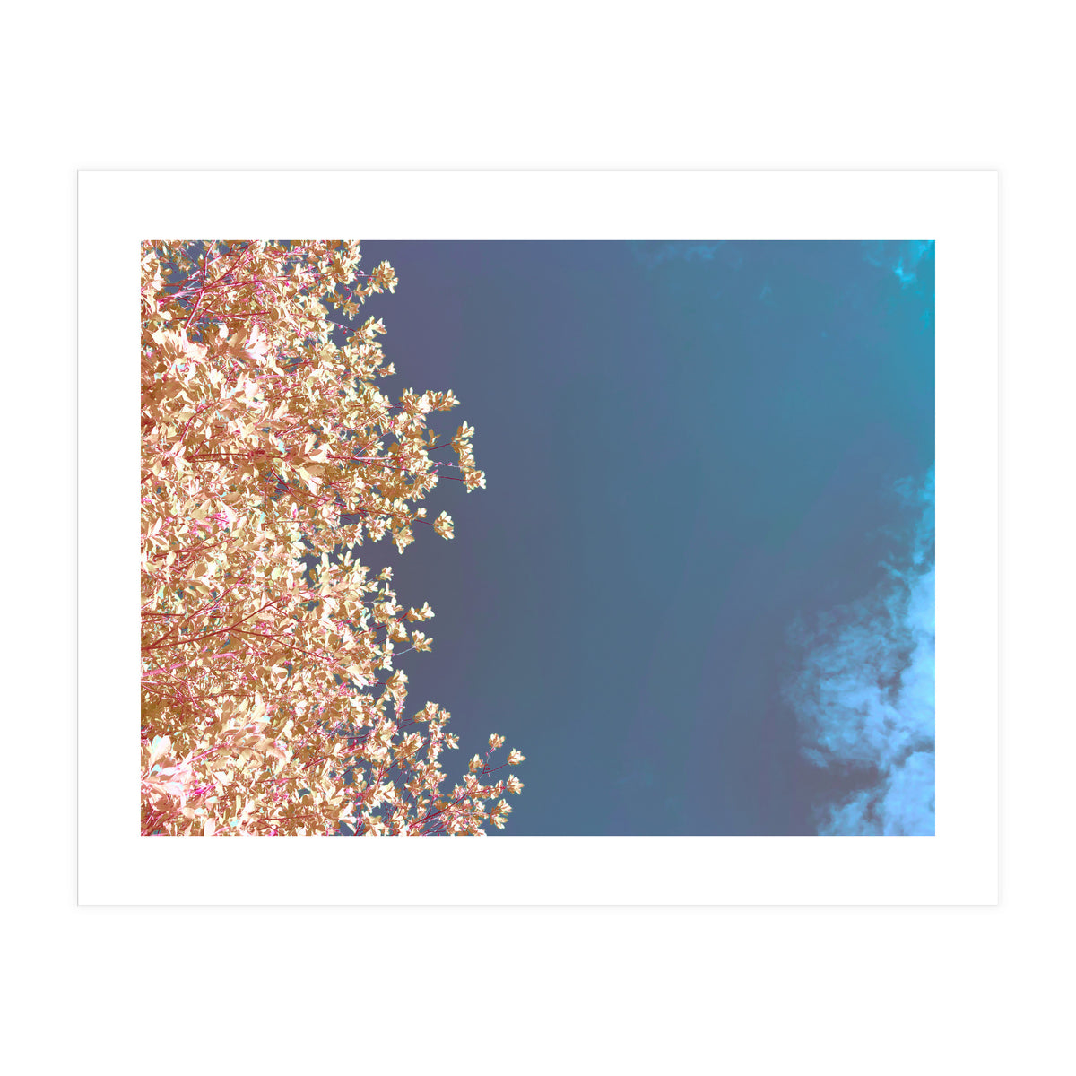 Leaves And Sky (Print Only)