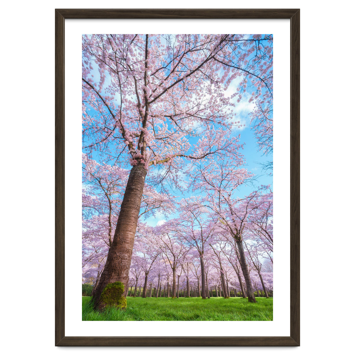 Spring in optima forma