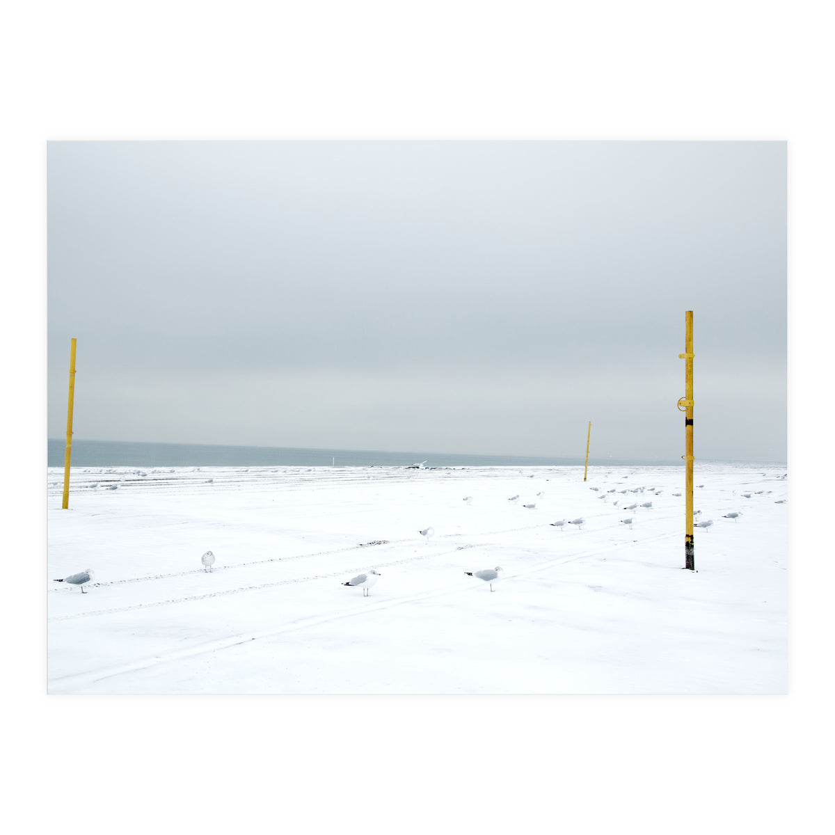 Seagulls in between the volleyball poles in winter snow beach (Print Only)