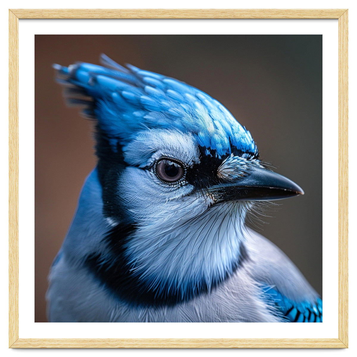 Close Up Portrait Of A Blue Jay Bird