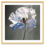Shirley Poppy | Morning Silk thumbnail