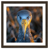 Great Blue Heron Closeup Dramatic Portrait thumbnail