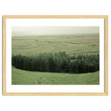 Small forest - Iceland thumbnail
