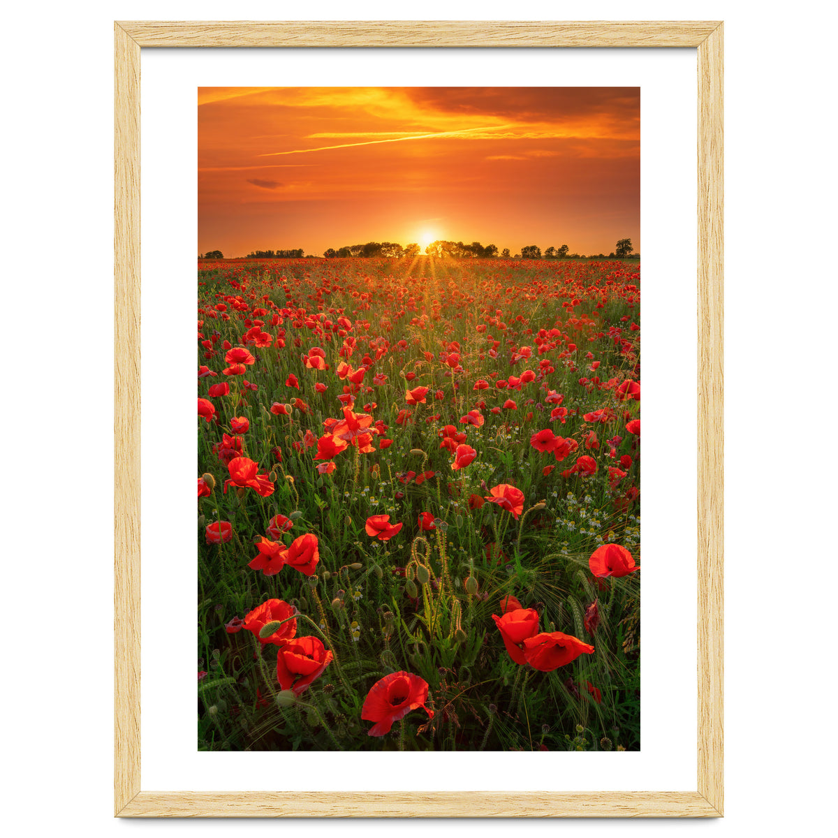 Poppies At Sunset