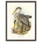 Elizabeth Gould – Great Grey Heron (Ardea leucophaea) | Birds of Australia Illustration thumbnail