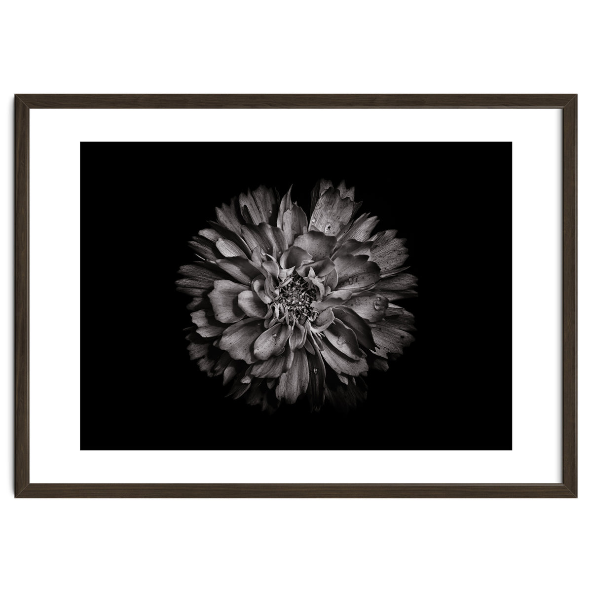 Backyard Flowers In Black And White No 79