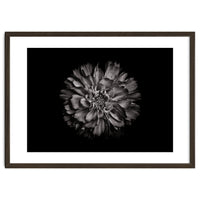 Backyard Flowers In Black And White No 79