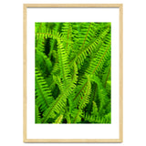 Green Ferns thumbnail