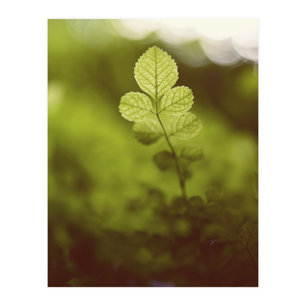 Out of the green (Print Only)