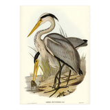 Elizabeth Gould – Great Grey Heron (Ardea leucophaea) | Birds of Australia Illustration (Print Only) thumbnail
