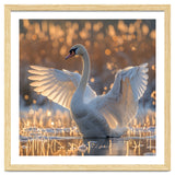 Swan Spreading Wings In Water Sunlight thumbnail