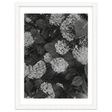 Hydrangeas | Black & White Portrait thumbnail