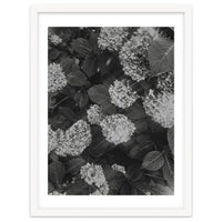 Hydrangeas | Black & White Portrait