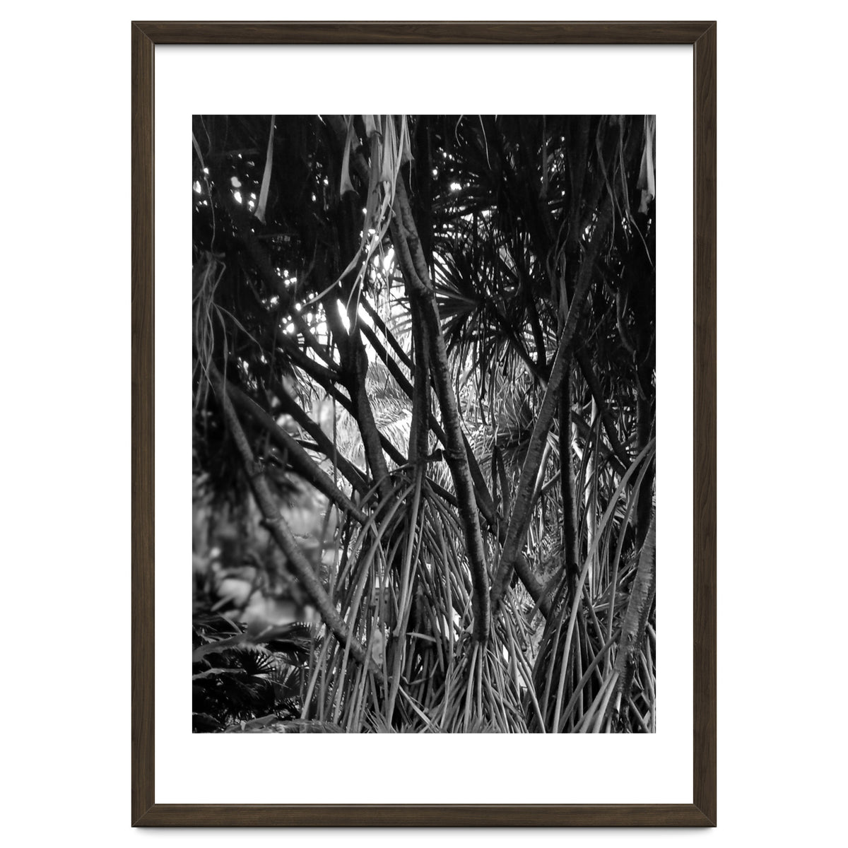 Black Tectorius Plant Art